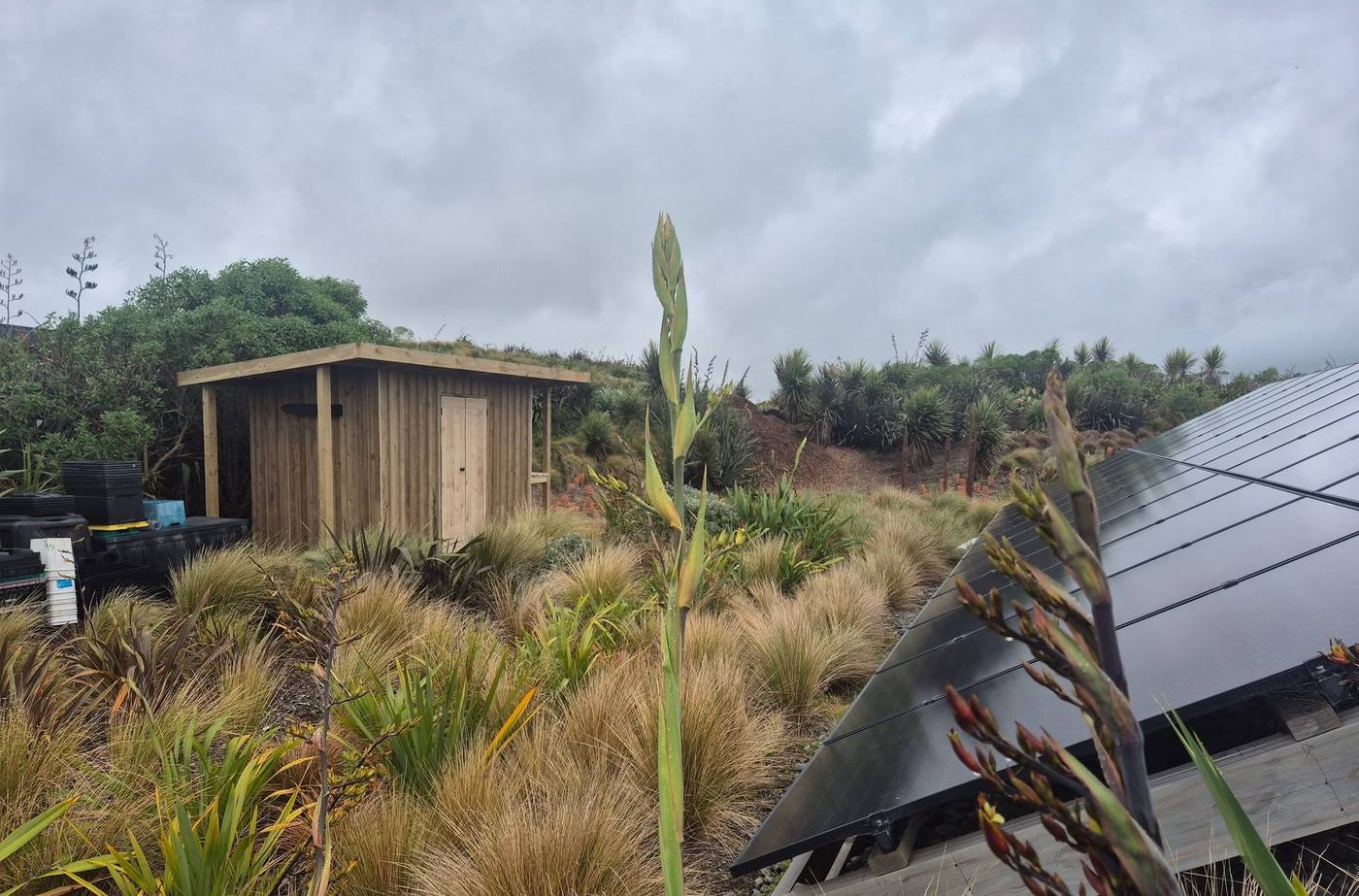 A timber shelter with solar panels, surrounded by newly planted flax and toetoe.