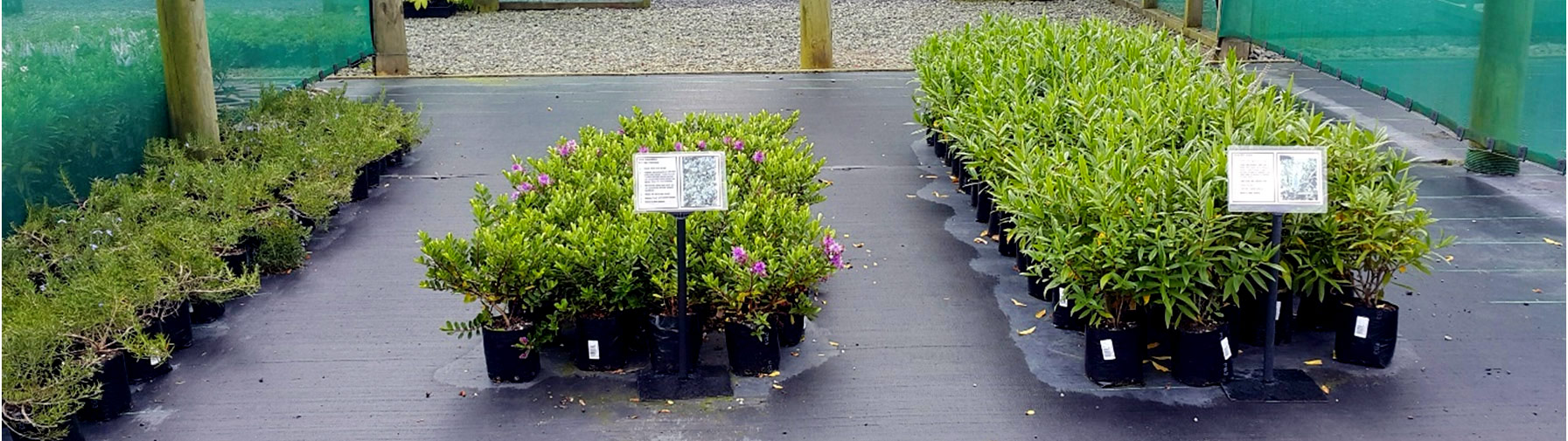 Nursery rows of hardy native plants in PB3 bags.